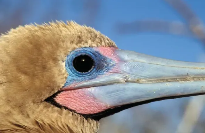 Framed Print : South America, Ecuador, Galapagos Islands. Red Footed Booby (Sula sula)