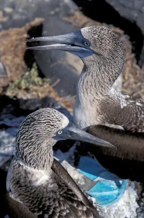 Framed Print : South America, Ecuador, Galapagos Islands. Blue Footed Boobies (Sula nebouxii) Framed Print : South America, Ecuador, Galapagos Islands. Blue Footed Boobies (Sula nebouxii)