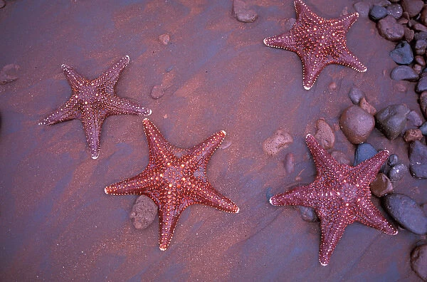 South America, Ecuador, Galapagos Islands, Rabida Island. Sea Stars on red sandy beach