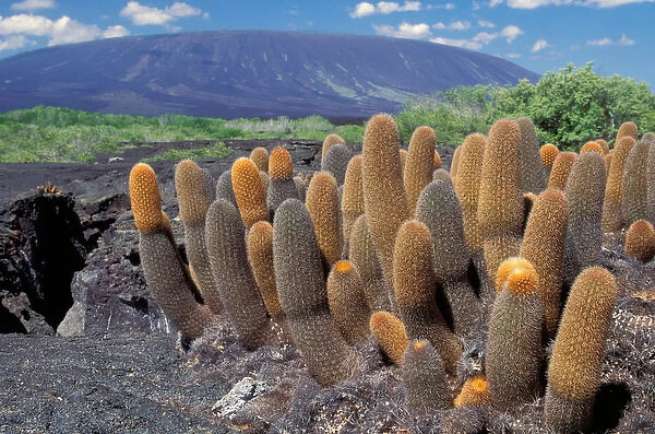 South America, Ecuador, Galapagos Islands, Fernandina Island. Cactus (Brachycereus
