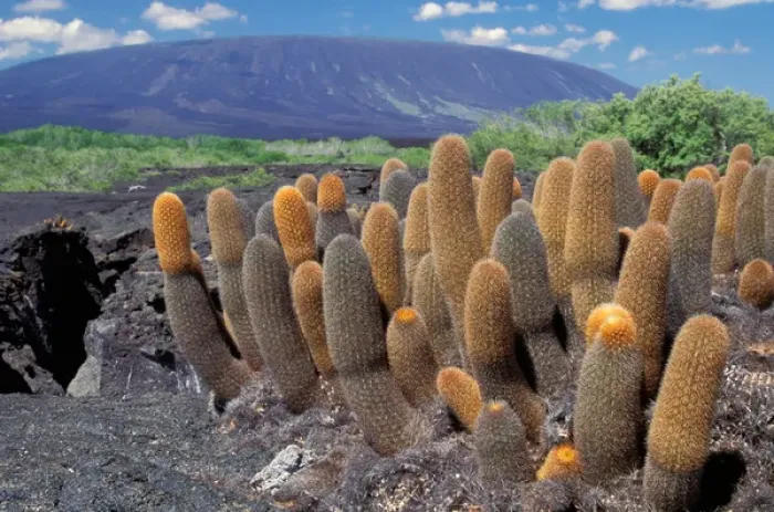 Framed Print : South America, Ecuador, Galapagos Islands, Fernandina Island. Cactus (Brachycereus