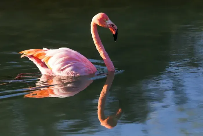 Framed Print : South America, Ecuador, Galapagos Islands, Isabela, Punta Moreno, greater flamingo Framed Print : South America, Ecuador, Galapagos Islands, Isabela, Punta Moreno, greater flamingo