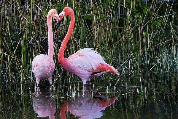 South America, Ecuador, Galapagos Islands, Isabela, Punta Moreno, greater flamingo