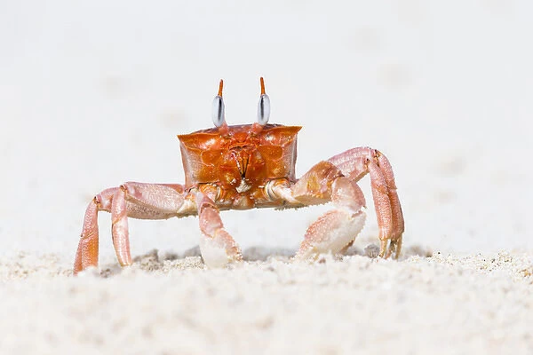 South America, Ecuador, Galapagos Islands, San Cristobal, Cerro Brujo, ghost crab