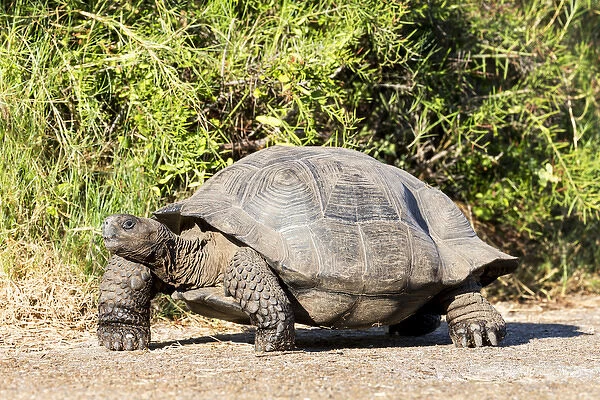 South America, Ecuador, Galapagos Islands, Isabela, Urvina Bay, Galapagos giant tortoise