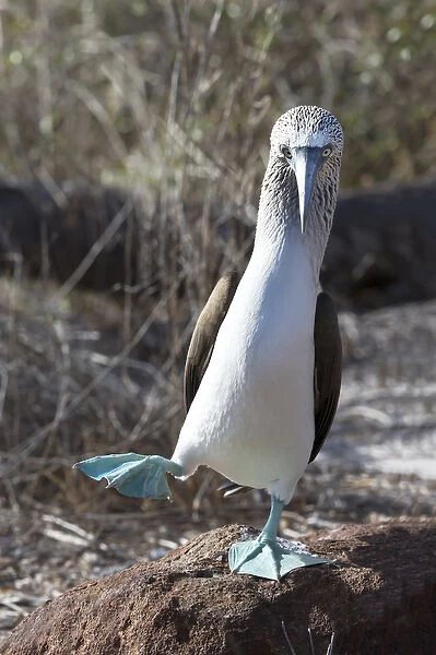 South America, Ecuador, Galapagos Islands, North Seymour Island, blue-footed booby