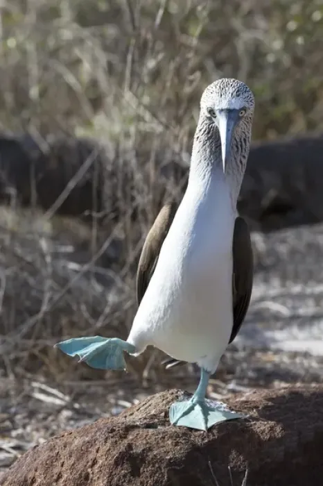 Framed Print : South America, Ecuador, Galapagos Islands, North Seymour Island, blue-footed booby