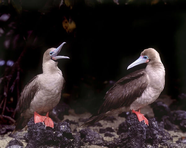 South America, Ecuador, Galapagos Islands. Detail of red-footed boobies on lava rocks