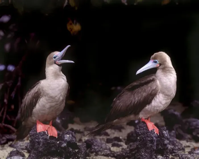 Framed Print : South America, Ecuador, Galapagos Islands. Detail of red-footed boobies on lava rocks