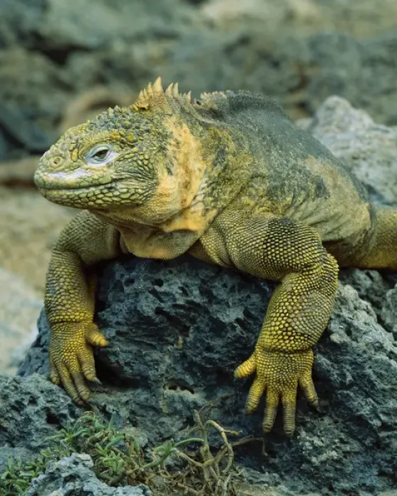 Framed Print : South America, Ecuador, Galapagos Islands. Detail of land iguana on volcanic rock