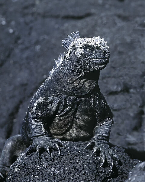 South America, Ecuador, Galapagos Islands. Detail of marine iguana on volcanic rock