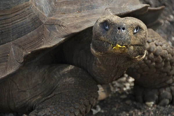 South America, Ecuador, Galapagos Islands. Female giant tortoise at Charles Darwin Research Station