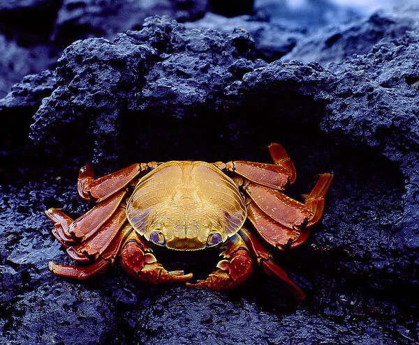 South America, Ecuador, Galapagos Islands. Detail of Sally lightfoot crab on black lava