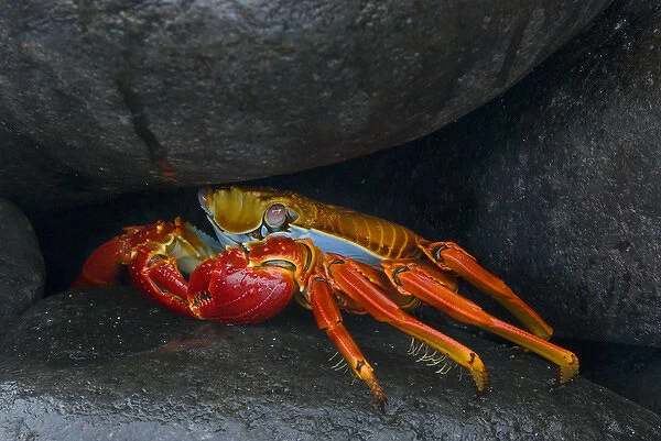 South America, Ecuador, Galapagos Islands. Sally lightfoot crab under rock. Credit as