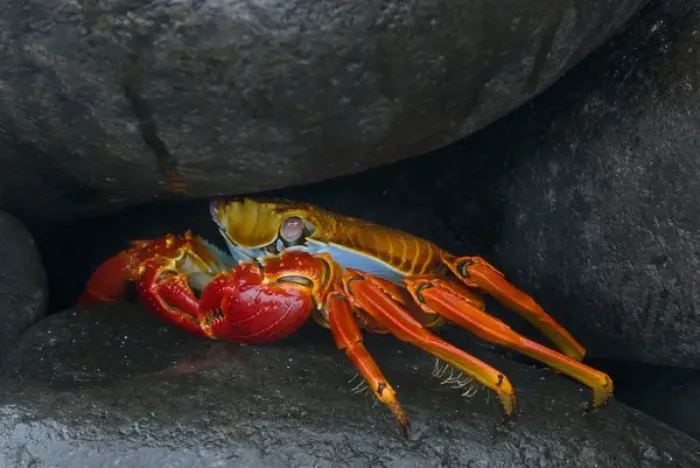 Framed Print : South America, Ecuador, Galapagos Islands. Sally lightfoot crab under rock. Credit as Framed Print : South America, Ecuador, Galapagos Islands. Sally lightfoot crab under rock. Credit as