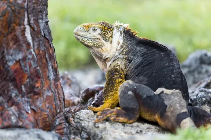 Framed Print : South America, Ecuador, Galapagos Islands, Plaza Sur, land iguana, (Conolophus subcristatus)