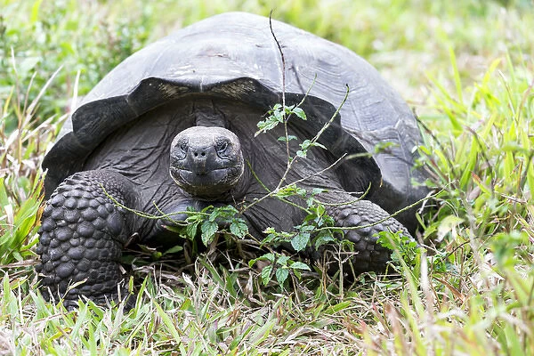 South America, Ecuador, Galapagos Islands, Santa Cruz Highlands, Galapagos giant tortoise