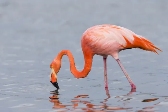 Framed Print : South America, Ecuador, Galapagos Islands, Floreana, Punta Cormoran, greater flamingo Framed Print : South America, Ecuador, Galapagos Islands, Floreana, Punta Cormoran, greater flamingo