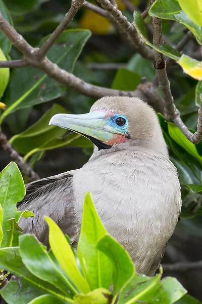 South America, Ecuador, Galapagos Islands, Genovesa, Darwin Bay Beach, red-footed booby