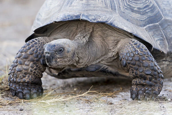 South America, Ecuador, Galapagos Islands, Isabela, Urvina Bay, Galapagos giant tortoise