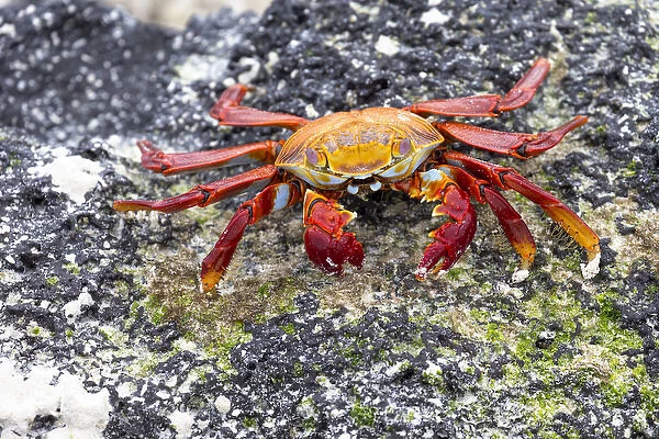 South America, Ecuador, Galapagos Islands, San Cristobal, Cerro Brujo, Sally Lightfoot crab