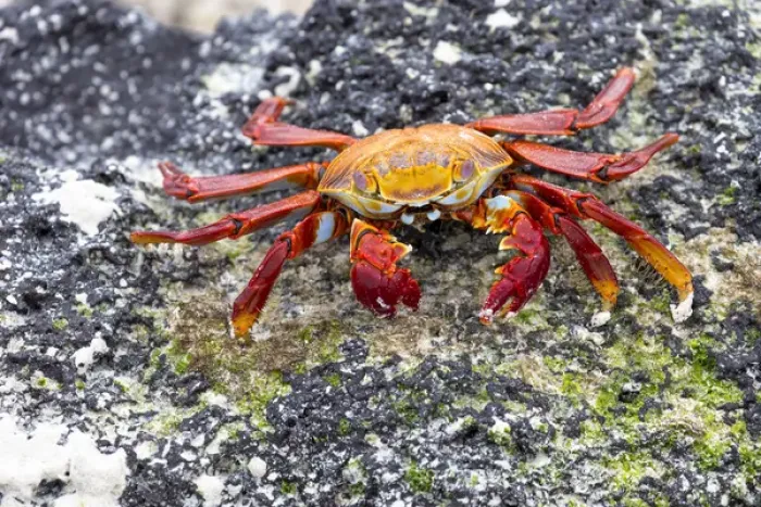 Framed Print : South America, Ecuador, Galapagos Islands, San Cristobal, Cerro Brujo, Sally Lightfoot crab