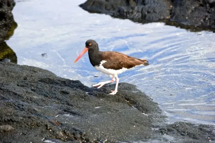 Framed Print : South America, Ecuador, Galapagos Islands, Fernandina Island, American Oystercatcher Framed Print : South America, Ecuador, Galapagos Islands, Fernandina Island, American Oystercatcher