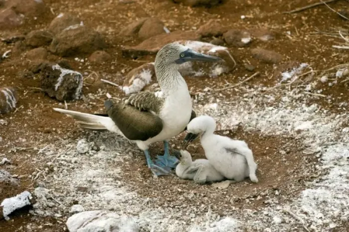 Framed Print : South America, Ecuador, Galapagos Islands, Blue-footed Booby with chicks at nest Framed Print : South America, Ecuador, Galapagos Islands, Blue-footed Booby with chicks at nest