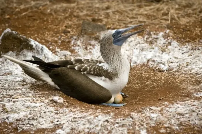Framed Print : South America, Ecuador, Galapagos Islands, Blue-footed Booby, incubating eggs Framed Print : South America, Ecuador, Galapagos Islands, Blue-footed Booby, incubating eggs