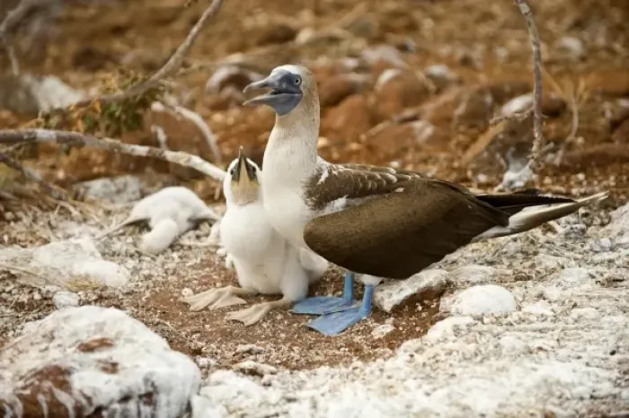Framed Print : South America, Ecuador, Galapagos Islands, Blue-footed Booby with chicks at nest