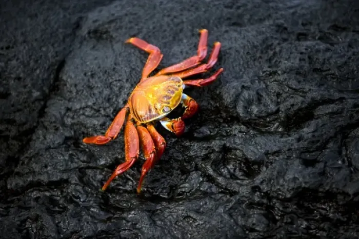 Framed Print : South America, Ecuador, Galapagos Islands, Sally Lightfoot Crab Framed Print : South America, Ecuador, Galapagos Islands, Sally Lightfoot Crab