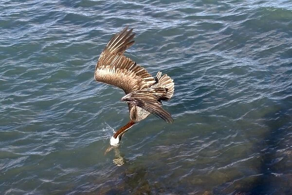 South America, Ecuador, Galapagos Islands, Brown Pelican, fishing, diving, just beak submerged