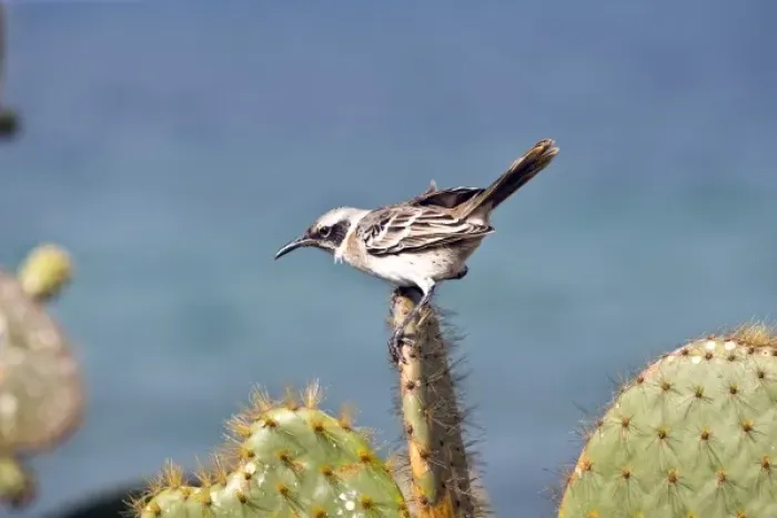 Framed Print : South America, Ecuador, Galapagos Islands, Chatham Mockingbird perched on Cactus