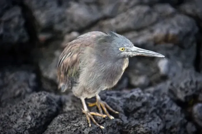 Framed Print : South America, Ecuador, Galapagos Islands, Lava (Galapagos) Heron in coastal location