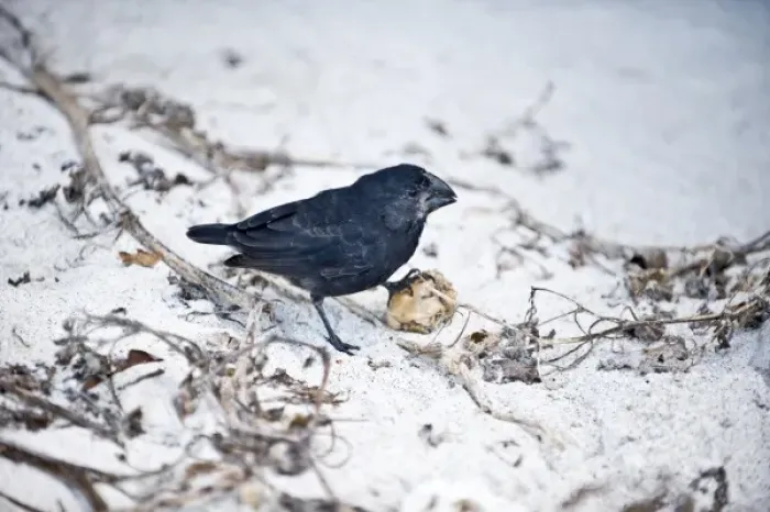 Framed Print : South America, Ecuador, Galapagos Islands, Large Ground Finch, Male, feeding on ground