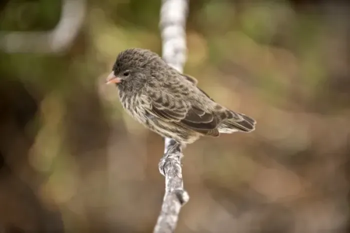 Framed Print : South America, Ecuador, Galapagos Islands, Small Ground Finch, Female, perched