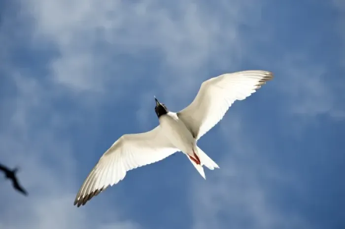 Framed Print : South America, Ecuador, Galapagos Islands, Swallow-tailed Gull flying near Genovesa Framed Print : South America, Ecuador, Galapagos Islands, Swallow-tailed Gull flying near Genovesa