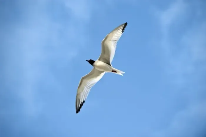 Framed Print : South America, Ecuador, Galapagos Islands, Swallow-tailed Gull flying near Genovesa Framed Print : South America, Ecuador, Galapagos Islands, Swallow-tailed Gull flying near Genovesa