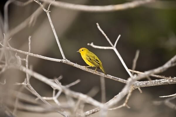 South America, Ecuador, Galapagos Islands, Yellow Warbler, male, perched on branch