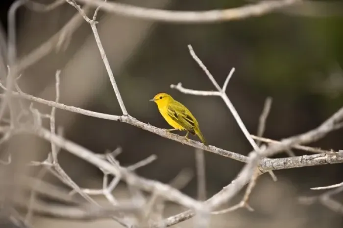 Framed Print : South America, Ecuador, Galapagos Islands, Yellow Warbler, male, perched on branch