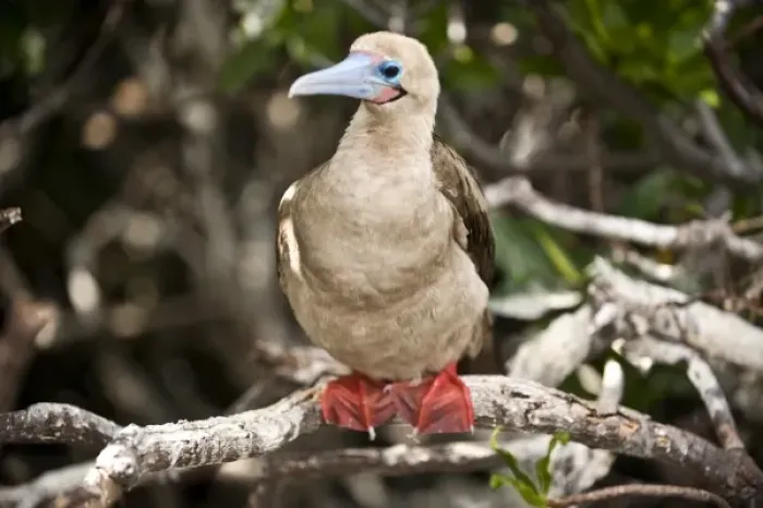 Framed Print : South America, Ecuador, Galapagos Islands, Red-footed Booby, white colour form on Genovesa Island