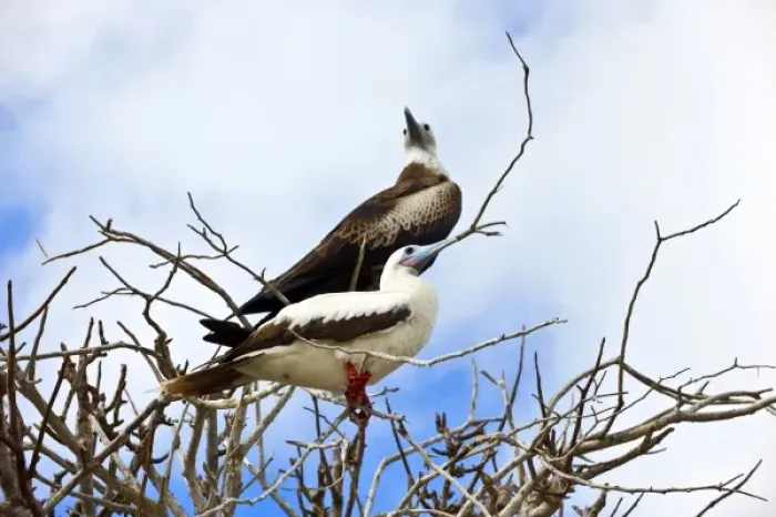 Framed Print : South America, Ecuador, Galapagos Islands, Red-footed Booby, white colour form on Genovesa Island Framed Print : South America, Ecuador, Galapagos Islands, Red-footed Booby, white colour form on Genovesa Island