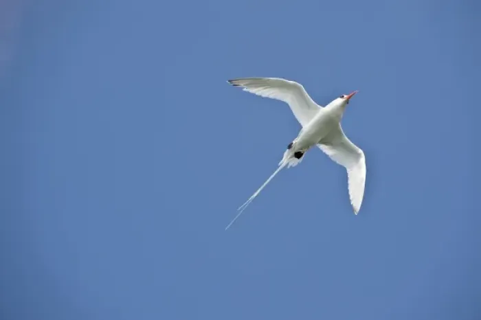 Framed Print : South America, Ecuador, Galapagos Islands, Red-billed Tropicbird, near Espanola in