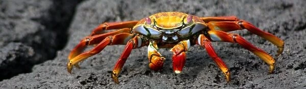 South America, Ecuador, Galapagos Islands. The colorful sally Lightfoot Crab of the