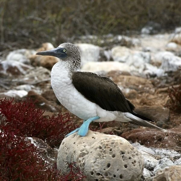 South America, Ecuador, Galapagos Islands, North Seymour Island. Nesting colony of