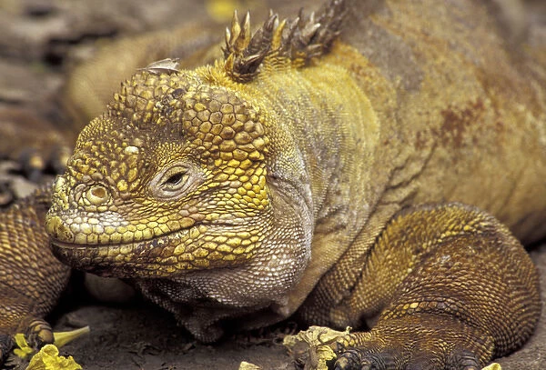 South America, Ecuador, Galapagos Islands Land iguana, close-up