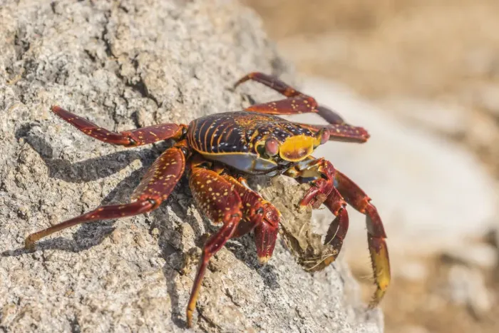 Framed Print : South America, Ecuador, Galapagos National Park. Close-up of Sally lightfoot crab Framed Print : South America, Ecuador, Galapagos National Park. Close-up of Sally lightfoot crab