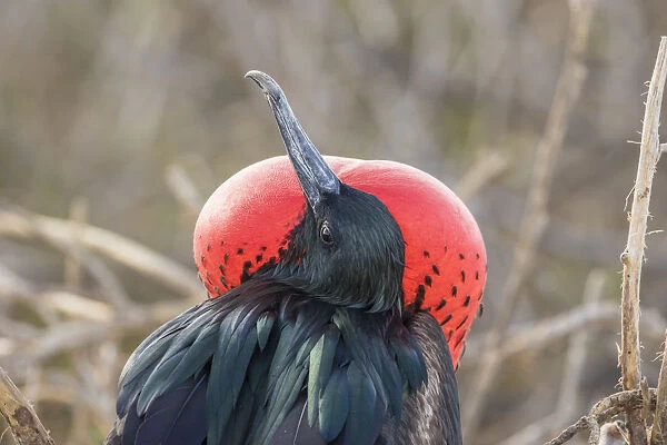 South America, Ecuador, Galapagos National Park. Male frigatebird displaying throat sac