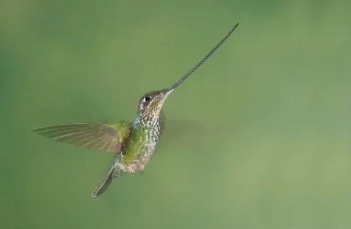 Framed Print : South America, Ecuador, Guango Lodge. Swordbilled hummingbird in flight Framed Print : South America, Ecuador, Guango Lodge. Swordbilled hummingbird in flight
