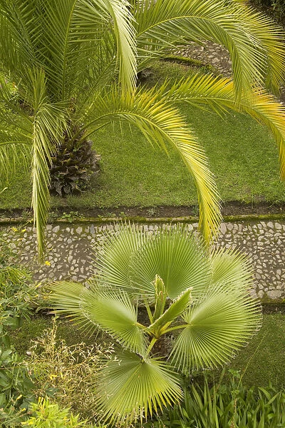 South America, Ecuador, Hacienda Cusin, 9km from Otavalo, palm tree in garden